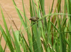 Sporophila nigricollis