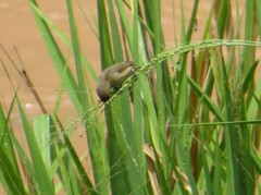 Sporophila nigricollis