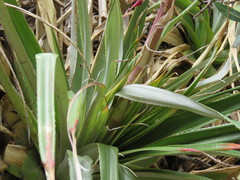 Puya spathacea