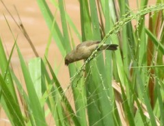 Sporophila nigricollis