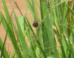 Sporophila nigricollis