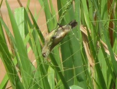 Sporophila nigricollis