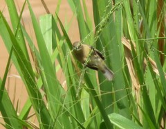 Sporophila nigricollis