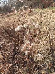 Ageratina altissima