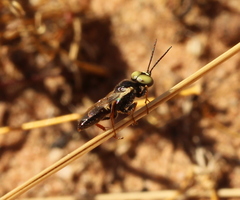Dryudella flavoundata