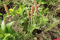 Acalypha peduncularis