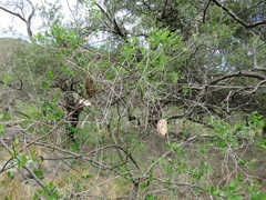 Amphilophium carolinae