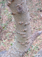 Zanthoxylum coco
