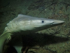 Carcharhinus brevipinna