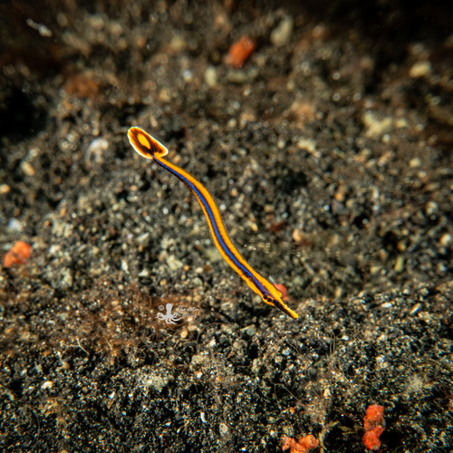 Photo of Flagtail pipefish (Doryrhamphus excisus)