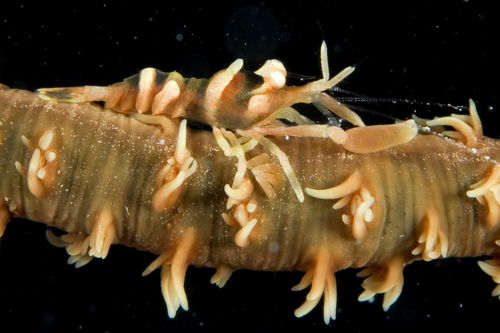 Zanzibar Whip Coral Shrimp