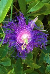 Passiflora