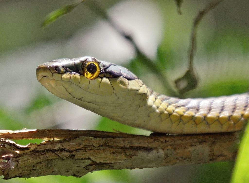 Leptophis ahaetulla marginatus (Herpetofauna de isla La Fuente ...