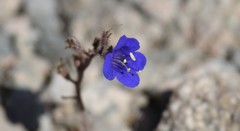 Phacelia campanularia