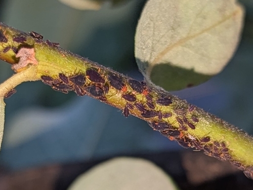 Pterocomma sanguiceps