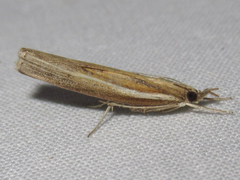Fissicrambus profanellus