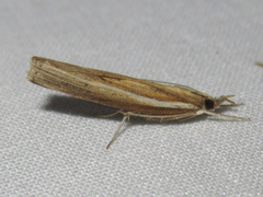 Fissicrambus profanellus