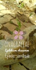 Epilobium obscurum