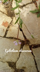Epilobium obscurum