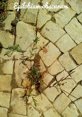 Epilobium obscurum
