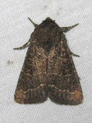 Protorthodes texicana