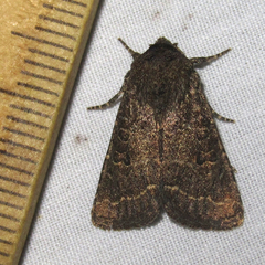 Protorthodes texicana
