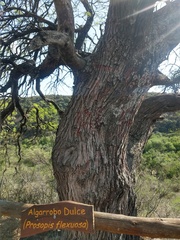 Prosopis flexuosa