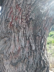 Prosopis flexuosa