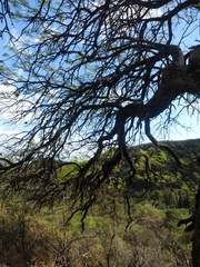 Prosopis flexuosa