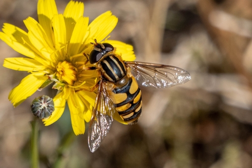 Unknown species found near Sehome, Bellingham, WA, USA