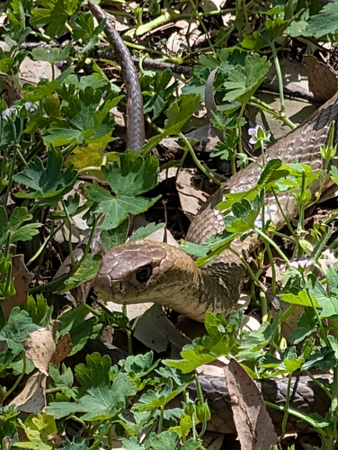 Eastern Brown Snake sighting
