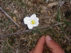 Nierembergia rigida