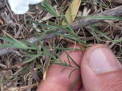 Nierembergia rigida
