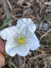 Nierembergia rigida