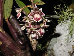 Epidendrum marmoratum