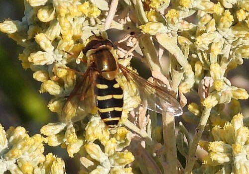 Unknown species found near Yakima County, WA, USA