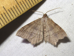 Psamatodes pallidata