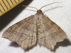 Psamatodes pallidata