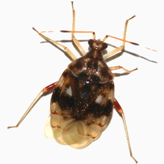 Stethoconus pyri