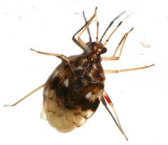 Stethoconus pyri