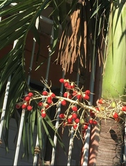 Adonidia merrillii