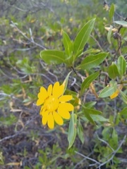 Flourensia thurifera