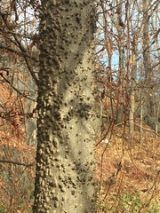 Celtis occidentalis