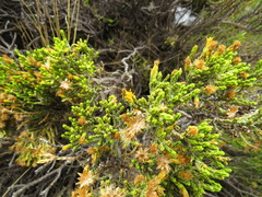 Parastrephia quadrangularis