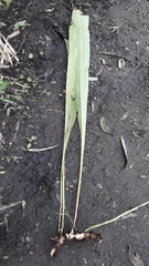 Niphidium albopunctatissimum