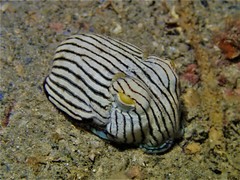 Sepioloidea lineolata