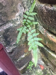 Pteris vittata