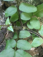 Pteris vittata