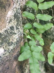 Pteris vittata