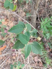 Croton lachnostachyus
